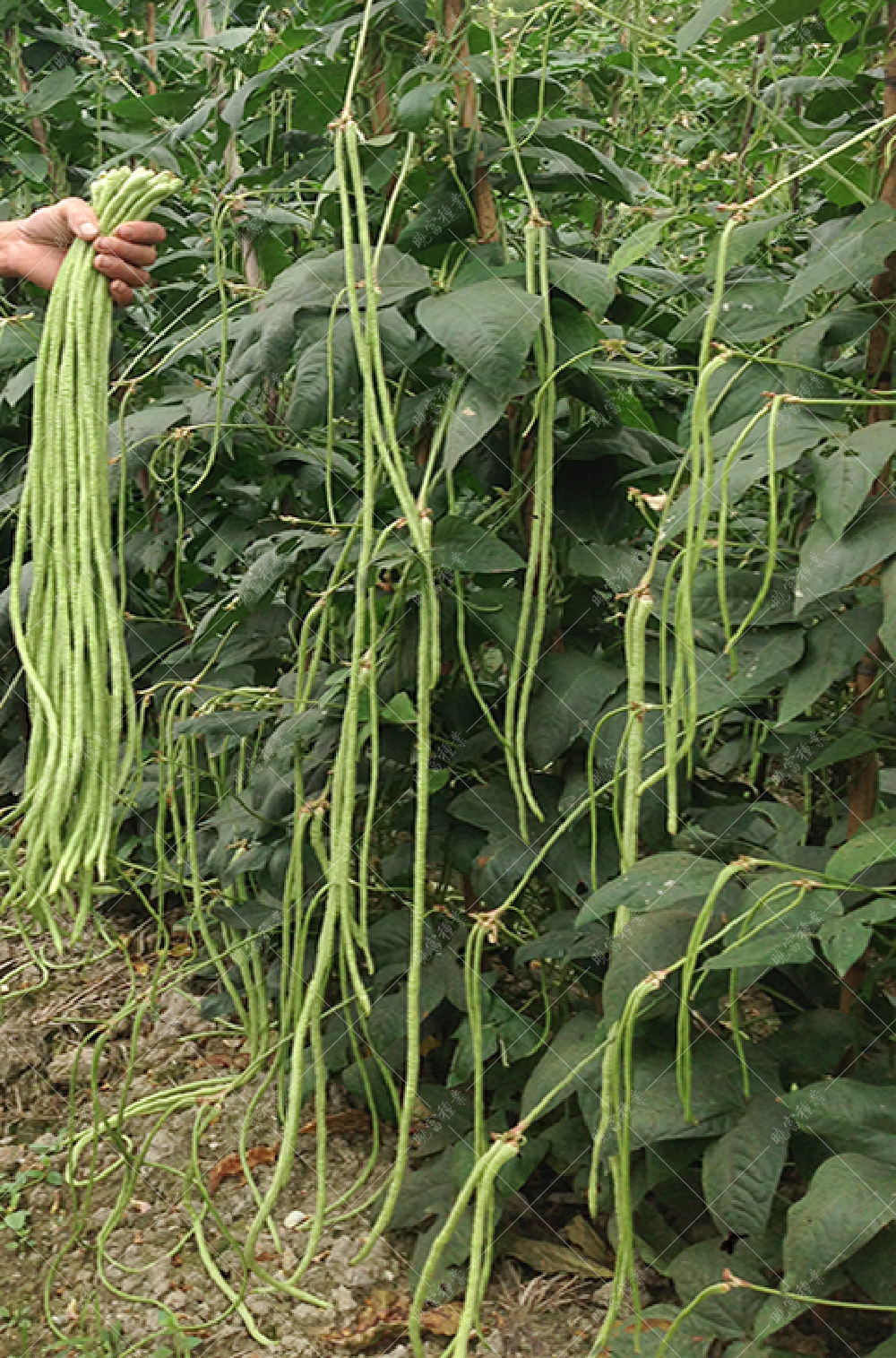 1557994053648535.jpg 54.jpg