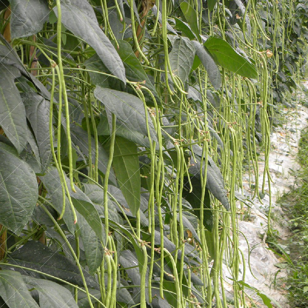 1558057935534582.jpg 53.jpg