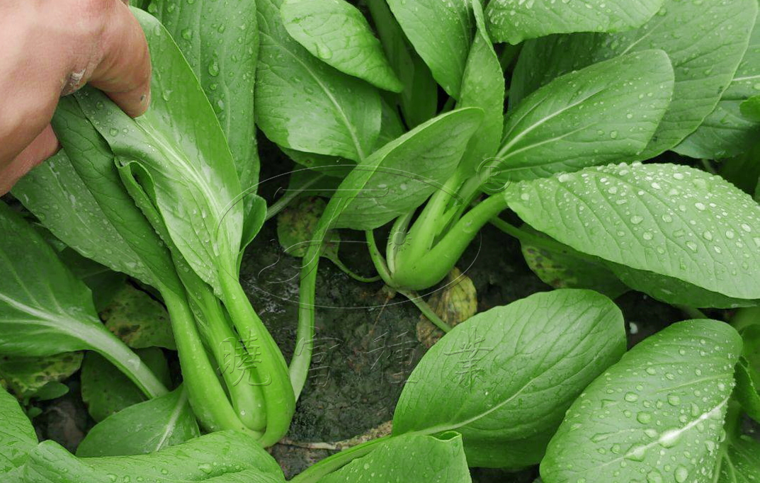 1602148006246692.jpg 08.jpg